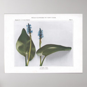 Poster Pickerel Weed - Pontederia cordata