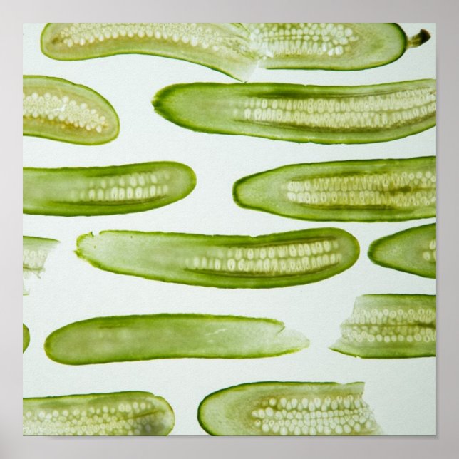 Poster Picks Green (Devant)