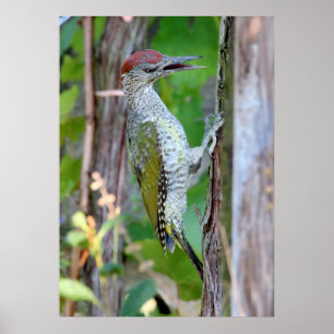 Poster Picus viridis