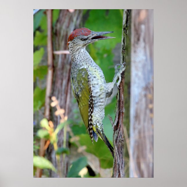 Poster Picus viridis (Devant)