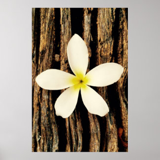 Poster Pièce de déclaration de la Plumeria hawaïenne