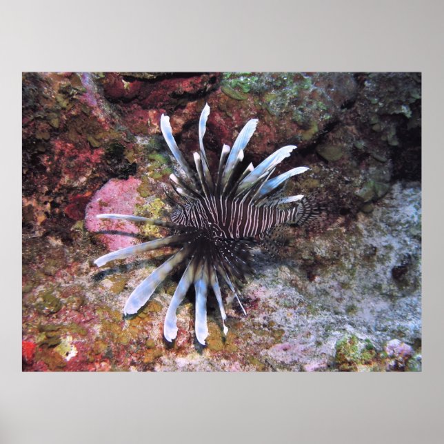 Poster Pièces détachées (Devant)