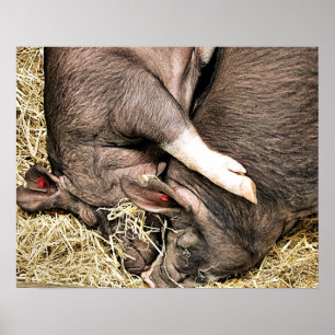 POSTER PIÈCES FRAÎCHES