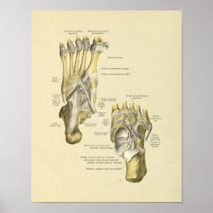Poster Pied Anatomie Bones Joints Imprimer