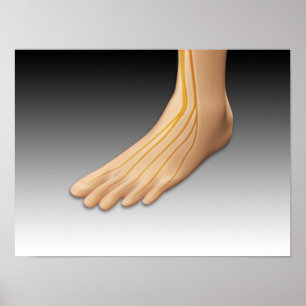 Poster Pied humain avec système nerveux 2