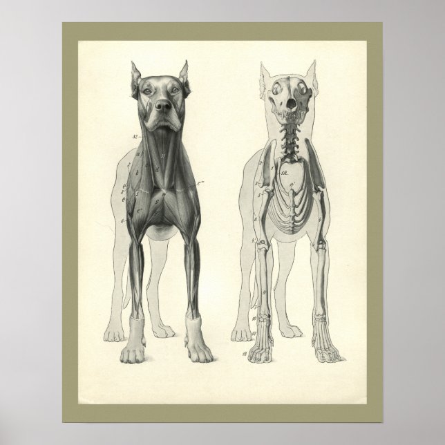 Poster Pieds de crâne de chien Squelette Muscle Anatomie  (Devant)