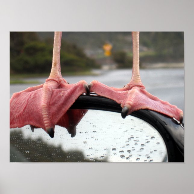 Poster Pieds de goéland (Devant)