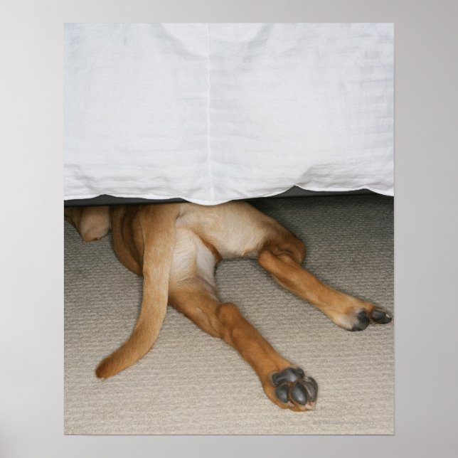 Poster Pieds et queue de chien de laboratoire jaune caché (Devant)