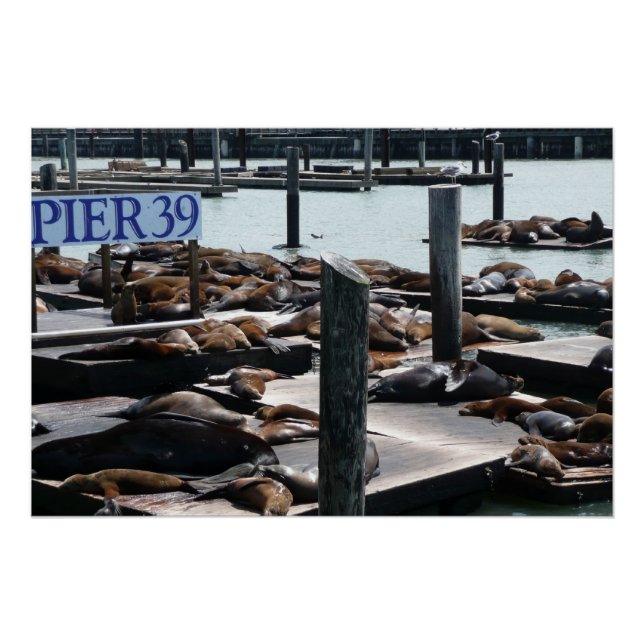 Poster Pier 39 Sea Lions (Devant)