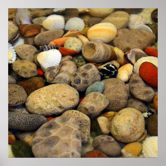 Poster Pierres Petoskey avec coquilles