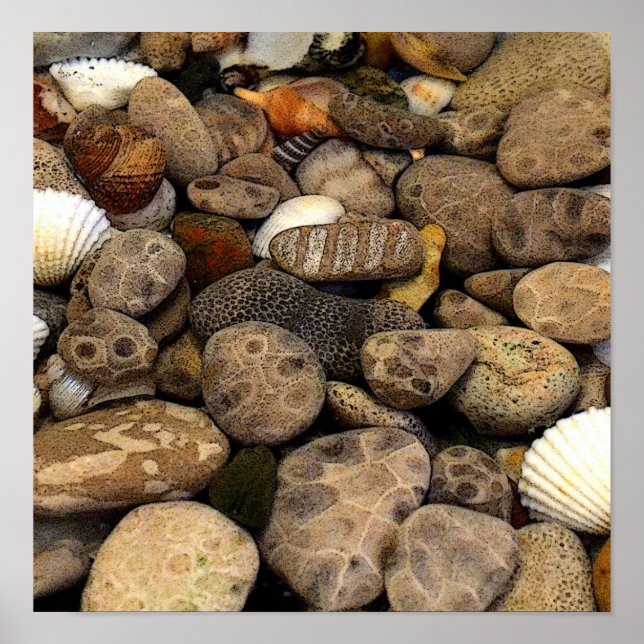 Poster Pierres Petoskey avec coquilles l (Devant)