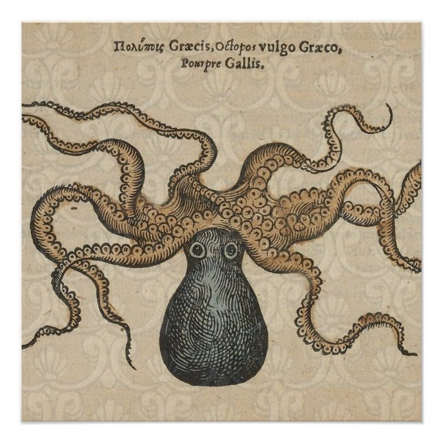 Poster Pieuvre Kraken Antique Faune Marine Côtière (Devant)