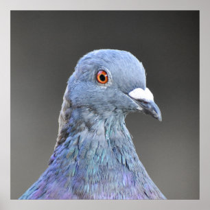 Poster Pigeon