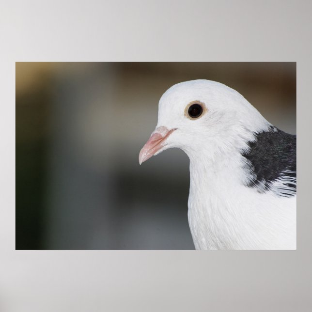 Poster Pigeon (Devant)