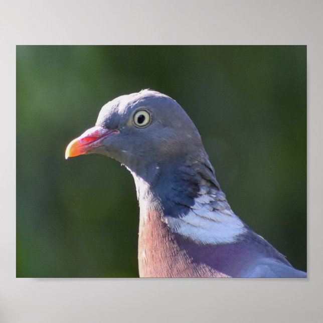 Poster Pigeon (Devant)