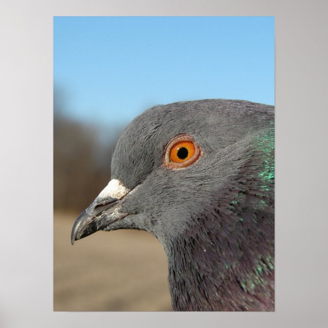 Poster Pigeon (Devant)