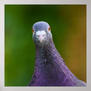 Poster Pigeon A L'Air Inquisiteur