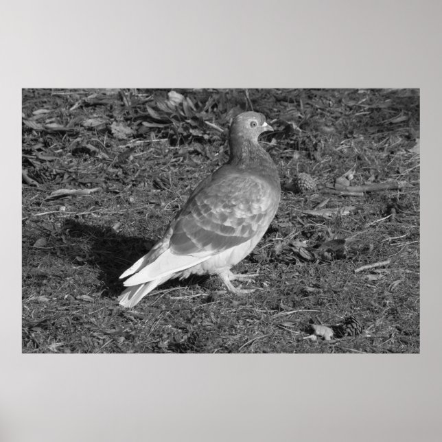 Poster Pigeon à Roath Park Lake Cardiff (BW) (Devant)