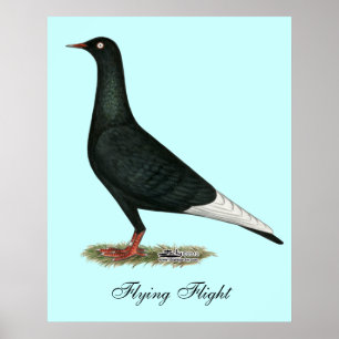 Poster Pigeon de noir de vol de vol