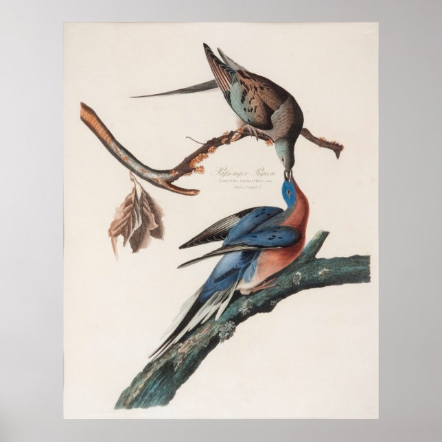 Poster Pigeon de passager (1838) John J. Audubon (Devant)