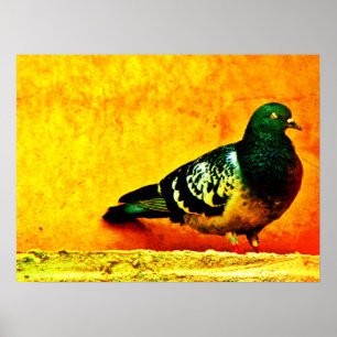 Poster Pigeon dormant