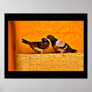 Poster Pigeon Love