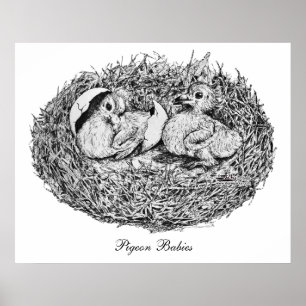 Poster Pigeon Nest Babies