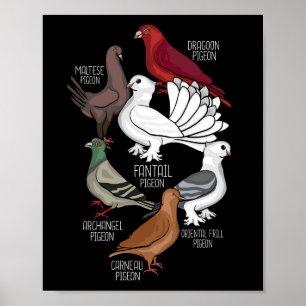 Poster Pigeon Race King Pigeon Lover Hommes Pigeons