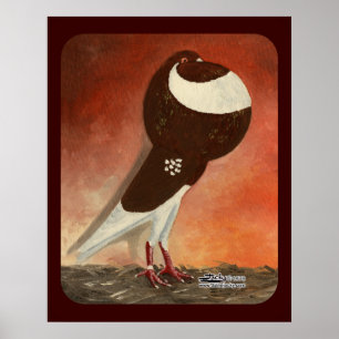 Poster Pigeon rouge Norwich