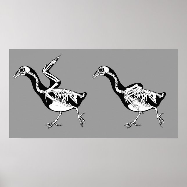 Poster Pigeon Skeletals Imprimer (Devant)