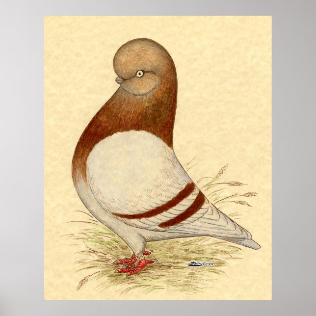Poster Pigeon Tumbler : LFCL Mealy (Devant)