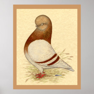 Poster Pigeon Tumbler : LFCL Mealy