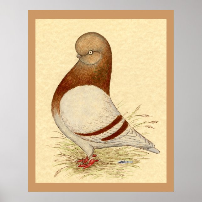 Poster Pigeon Tumbler : LFCL Mealy (Devant)