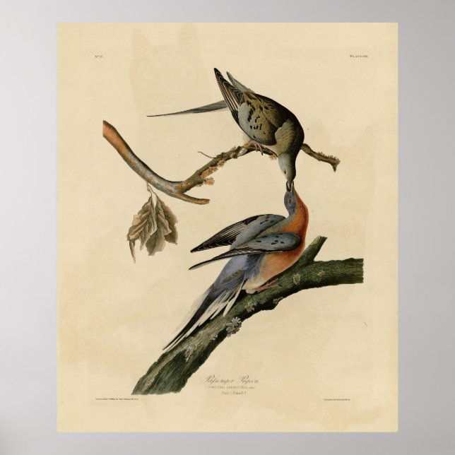 Poster Pigeon voyageur des oiseaux d'Amérique d'Audubon (Devant)