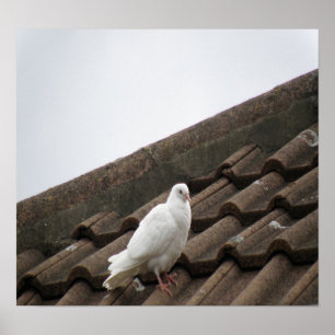 Poster Pigeons 36