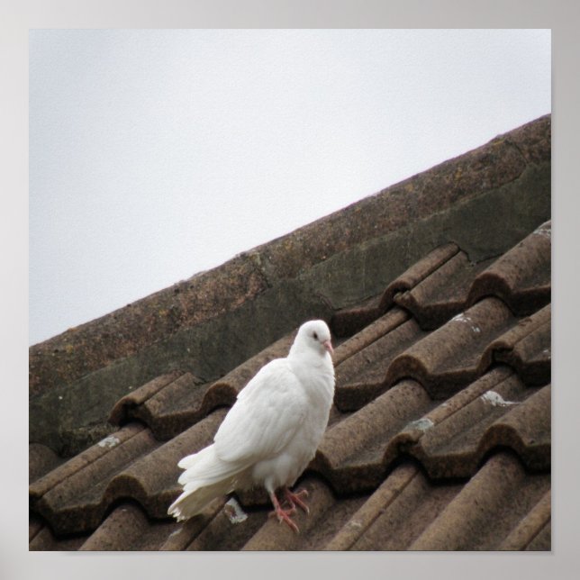 Poster Pigeons 36 (Devant)