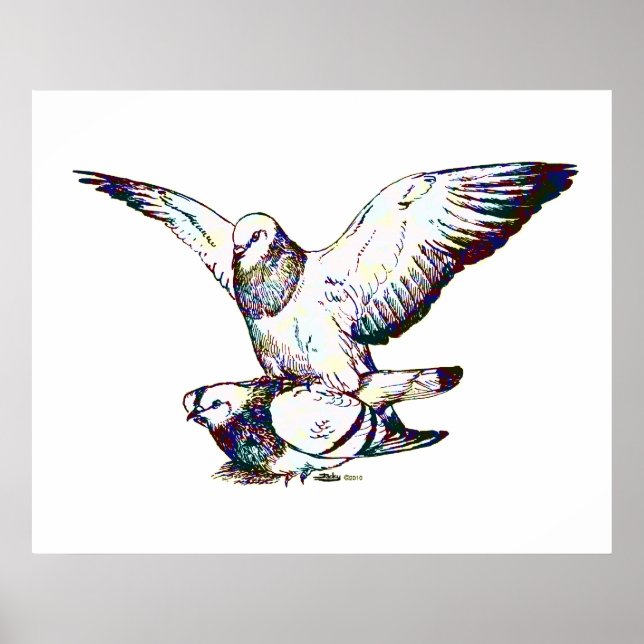 Poster Pigeons Mating (Devant)