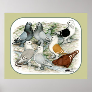 Poster Pigeons rouges à frilles classiques