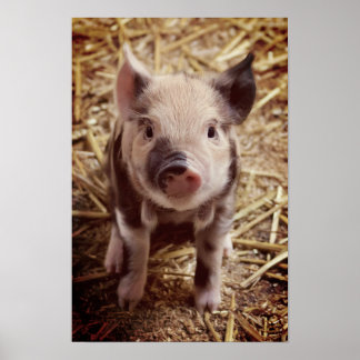 Poster Piglet mignon