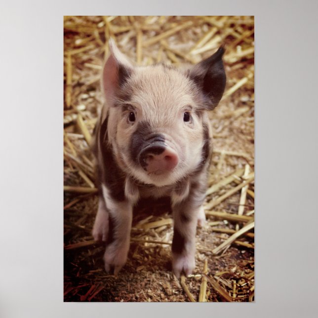 Poster Piglet mignon (Devant)