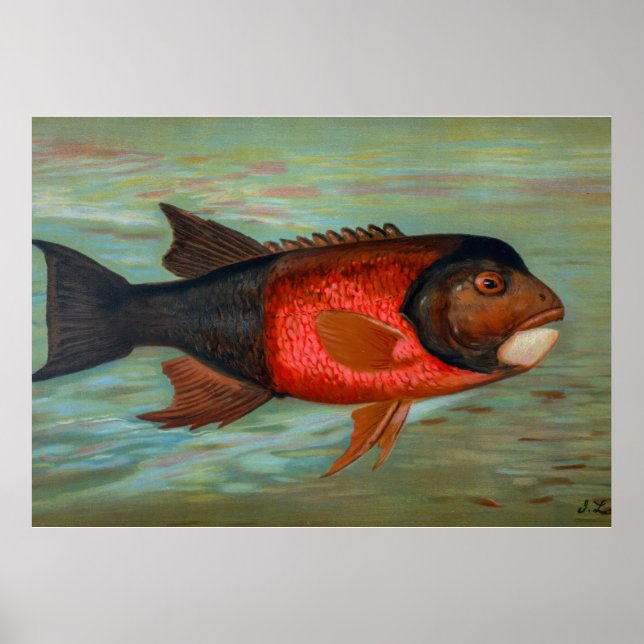 Poster Pike de Sacramento par John L Petrie (Devant)