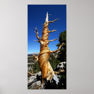 Poster Pin à queue de boeuf siffleur - Sierra Nevada