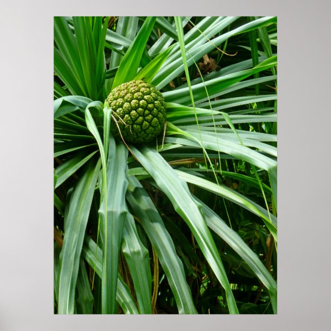 Poster Pin à vis ou Hala (Devant)