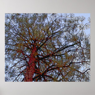 Poster Pin avec tronc rouge (détail)