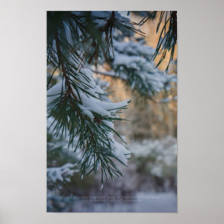 Poster Pin sylvestre enneigé dans la forêt hivernale