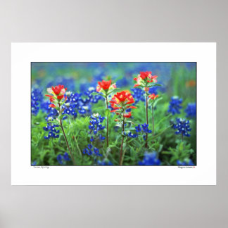 Poster Pinceau et Bluebonnets - Texas