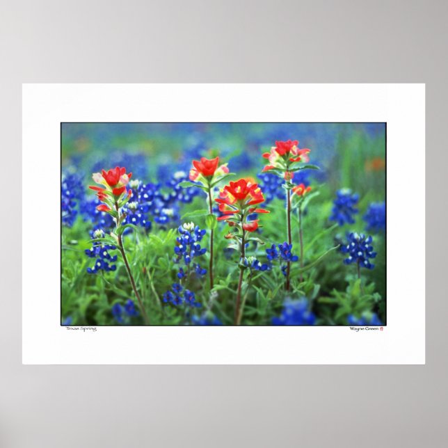Poster Pinceau et Bluebonnets - Texas (Devant)