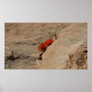 Poster Pinceau indien dans les rochers à Zion