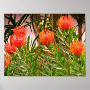 Poster Pincushion Tango #1