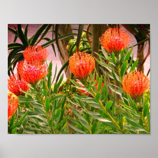 Poster Pincushion Tango #1 (Devant)